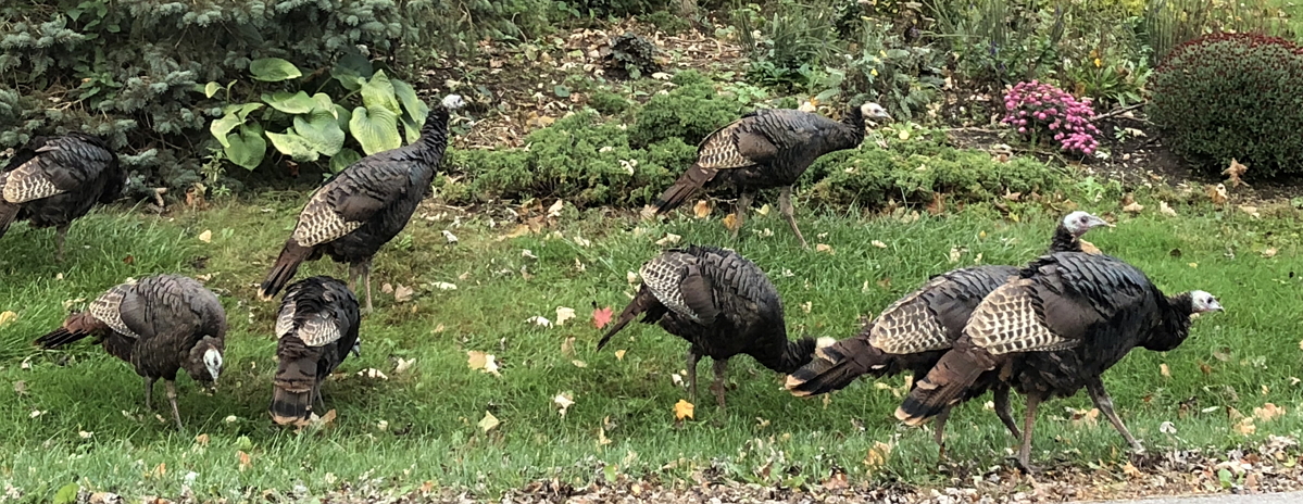 Turkeys
